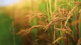 Harga Pembelian Pemerintah Gabah di Petani Naik Jadi Rp6.757 per Kg. (Pixabay.com/arjunreddy223344)